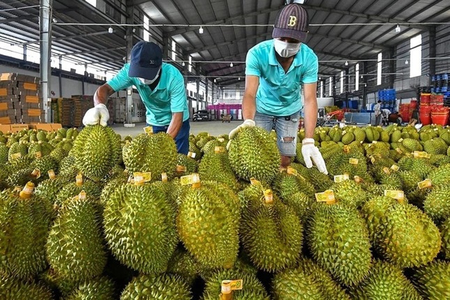 Durian exported to China does not contain excessive cadmium levels: test results